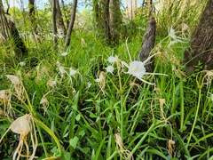 Hymenocallis pygmaea