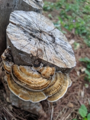 Coriolopsis hostmannii