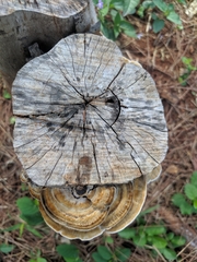 Coriolopsis hostmannii