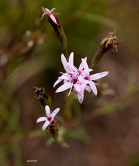 Stevia multiaristata