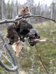 Pachypappa sacculi