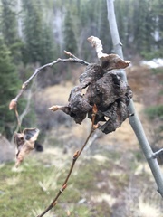 Pachypappa sacculi
