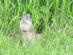 Poliocitellus franklinii