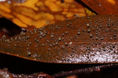 Hymenotorrendiella eucalypti image