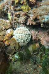 Amblypneustes elevatus