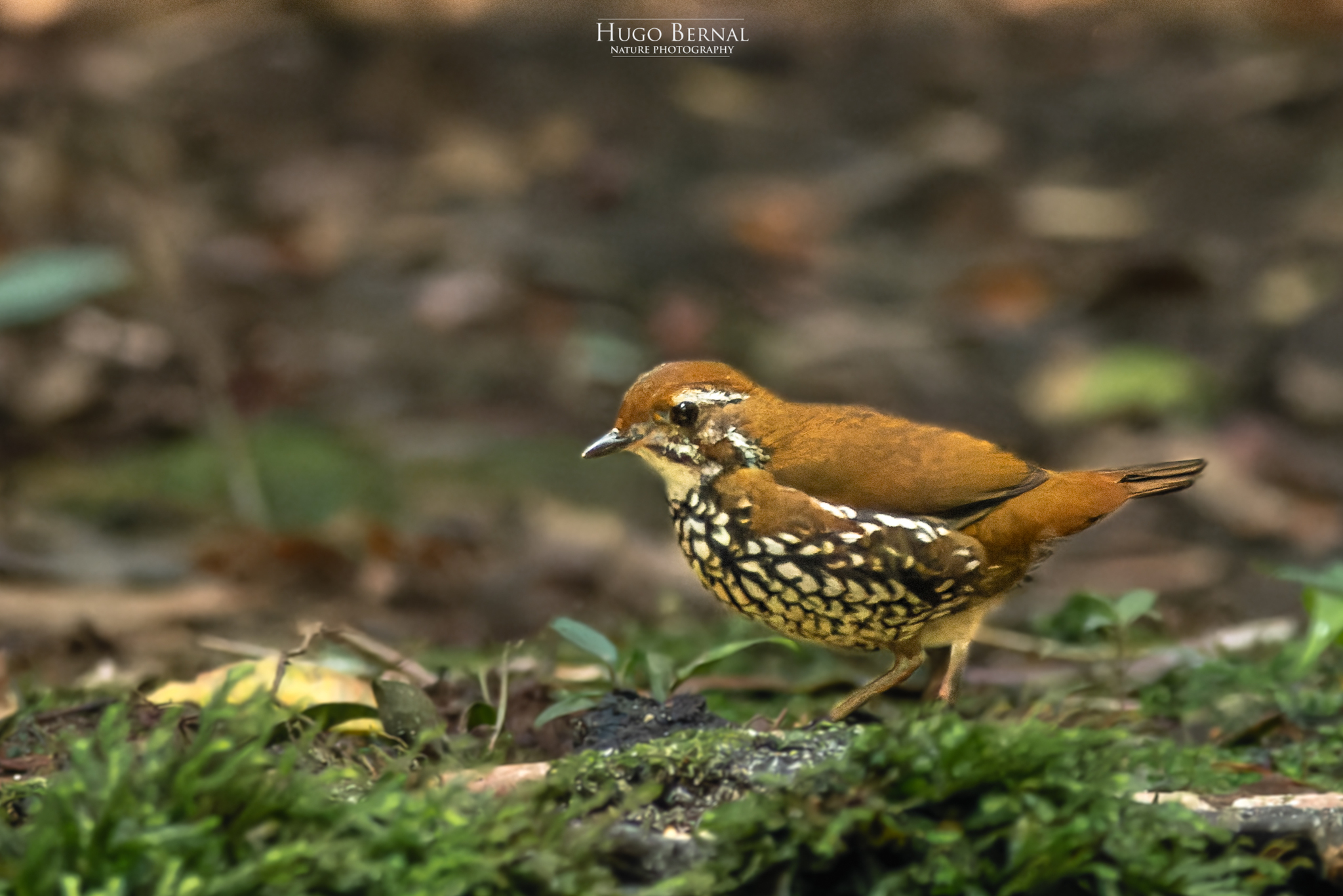 Schwartz's Antthrush (Chamaeza turdina), photo 1