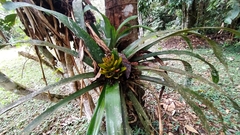 Aechmea nidularioides