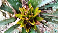 Aechmea nidularioides