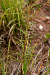 Stevia multiaristata