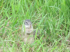 Poliocitellus franklinii