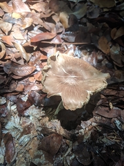 Basidiomycota