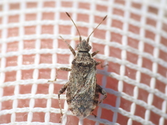 Aufeius impressicollis