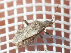 Aufeius impressicollis