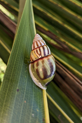 Amphidromus andamanicus