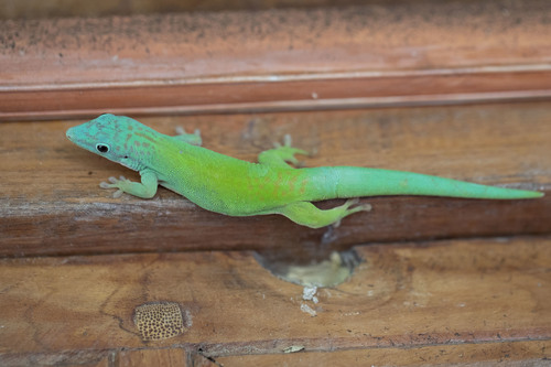 Andaman Day Gecko, Phelsuma andamanensis
