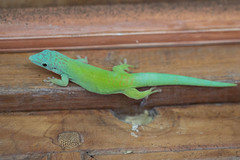 Phelsuma andamanensis