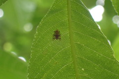 Psectrotanypus dyari