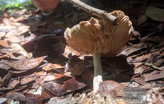 Basidiomycota