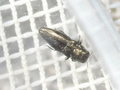 Taphrocerus