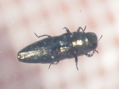 Taphrocerus