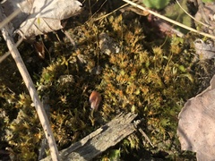 Pleuridium subulatum