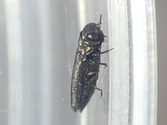 Taphrocerus
