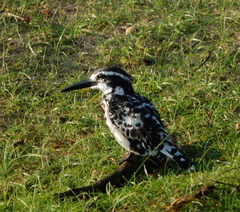 Ceryle rudis leucomelanurus