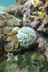 Amblypneustes elevatus