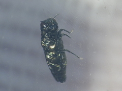 Taphrocerus