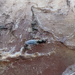 Prochyliza xanthostoma