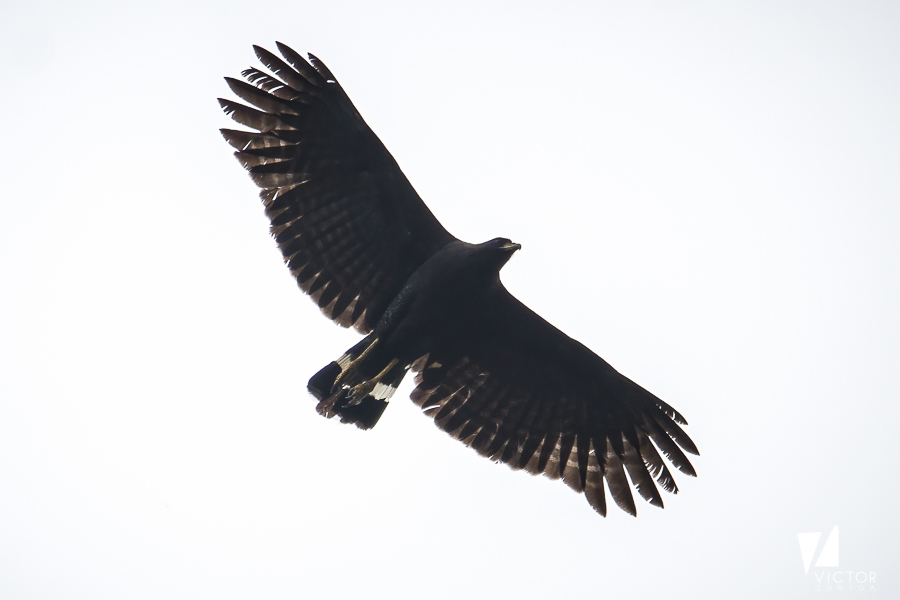 Great Black Hawk