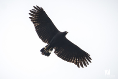 Great Black Hawk photo 1