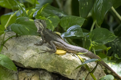 Basiliscus vittatus