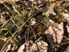 Pleuridium subulatum