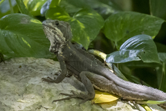Basiliscus vittatus