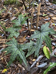 Knowltonia hepaticifolia