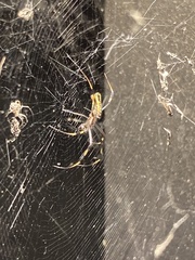 Trichonephila clavipes image