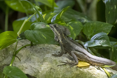Basiliscus vittatus