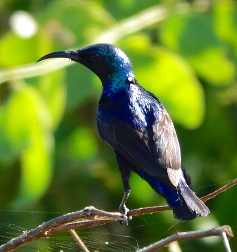 Purple Sunbird (Cinnyris asiaticus), photo 6