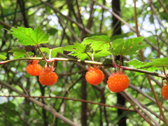 Rubus palmatus coptophyllus