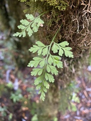 Asplenium dareoides