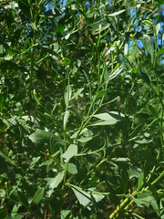 Baccharis halimifolia image