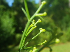Baccharis halimifolia image