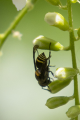 Brachygastra scutellaris