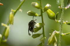 Brachygastra scutellaris