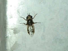 Stratiomyidae