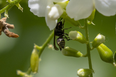 Brachygastra scutellaris