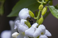 Brachygastra scutellaris