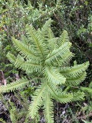 Sticherus cryptocarpus