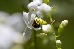 Brachygastra scutellaris